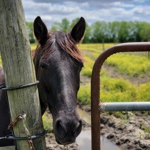 Meet your Posher, Heather